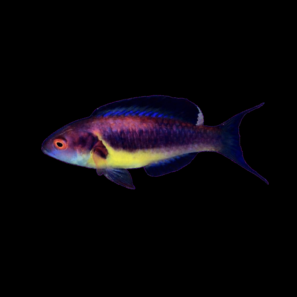 Brunneus Fairy Wrasse RARE