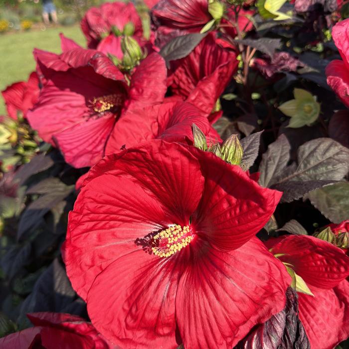 Hardy Hibiscus Lilac Crush 3 Gal