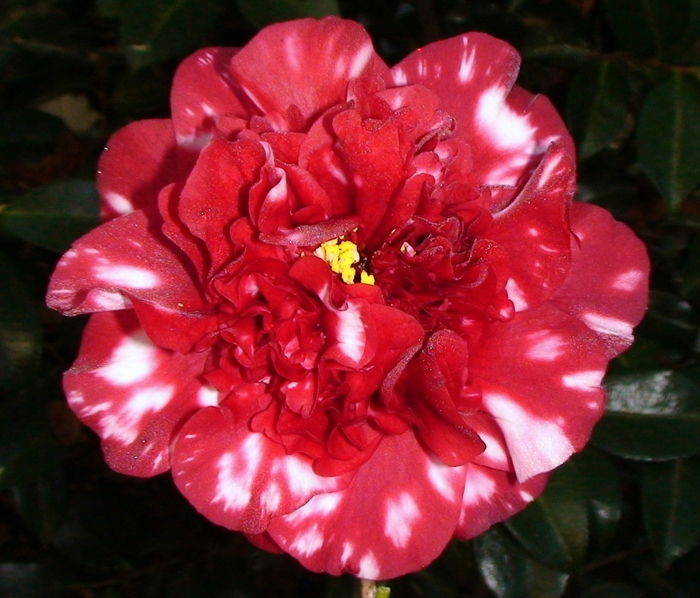 Camellia Junior Miss 7 Gal