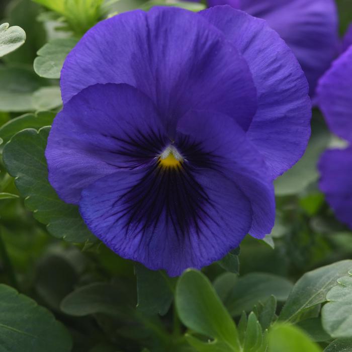 Pansy Top Wave Purple Sunburst Quart