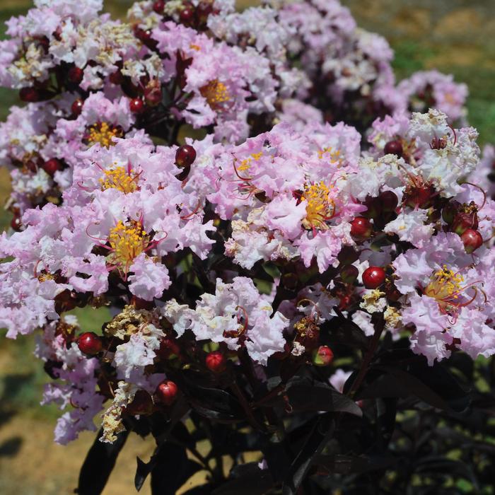 Crape Myrtle Princess Holly Ann 3 Gal