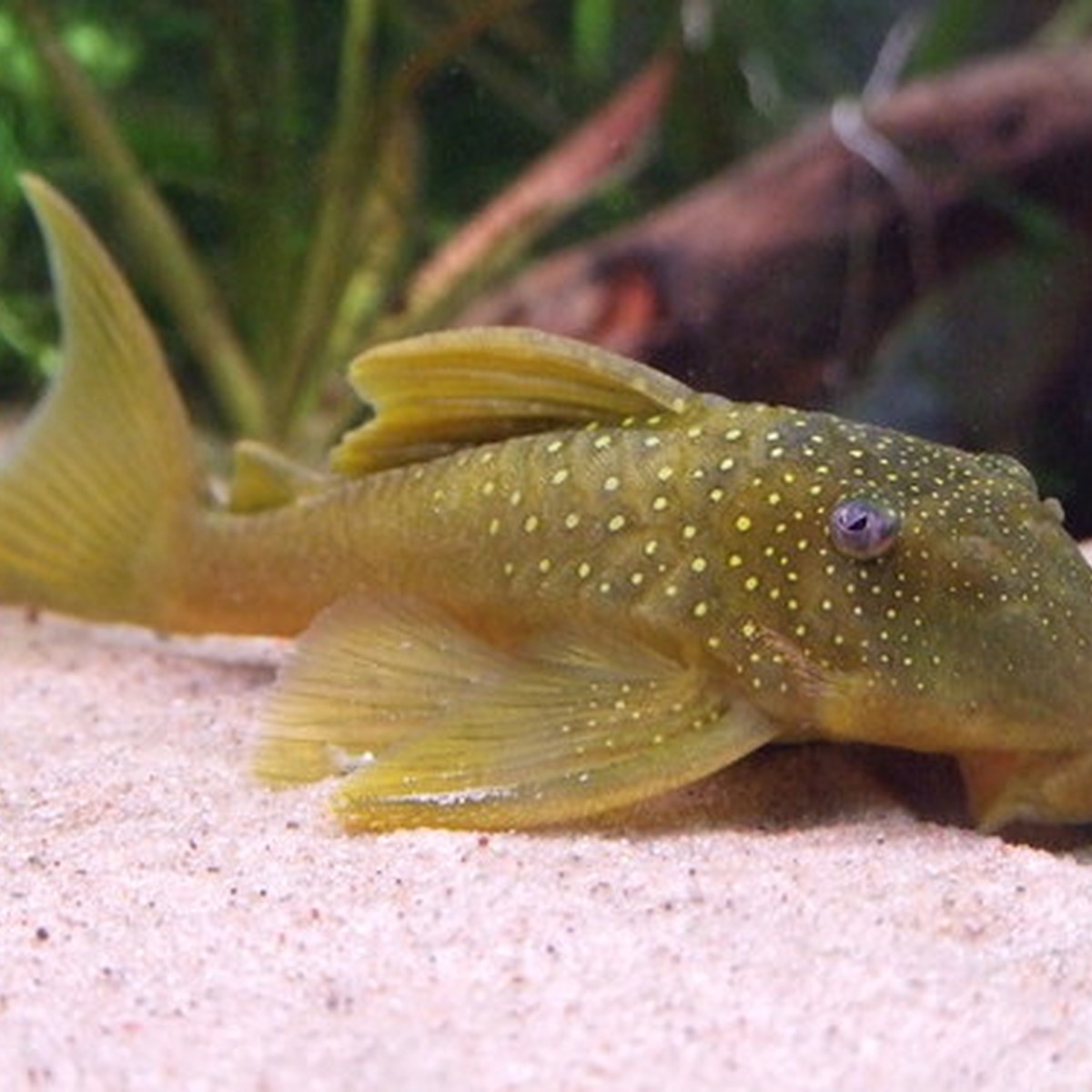 Green Phantom Pleco L200