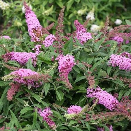 Pugster Pinker Butterfly Bush (Buddleia), 3 gallon