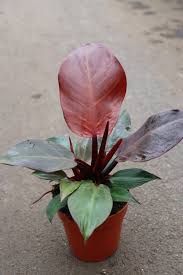 Philodendron 'Red Cherry', 4"