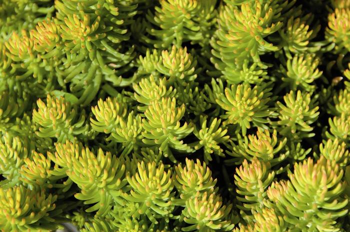 Sedum 4" Pot