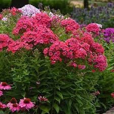 Super Ka-Pow Coral Phlox, 1 gallon