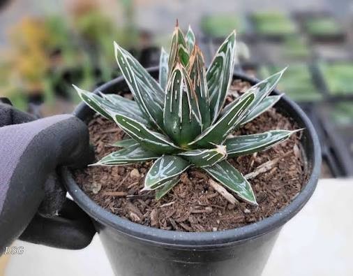 Agave 'Queen Victoria', 4"