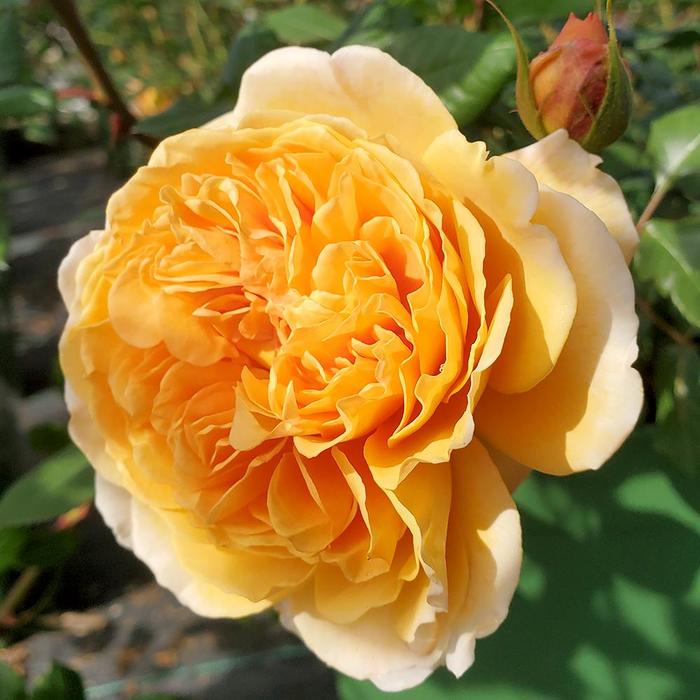 Rose Cherry Pie 3 Gal