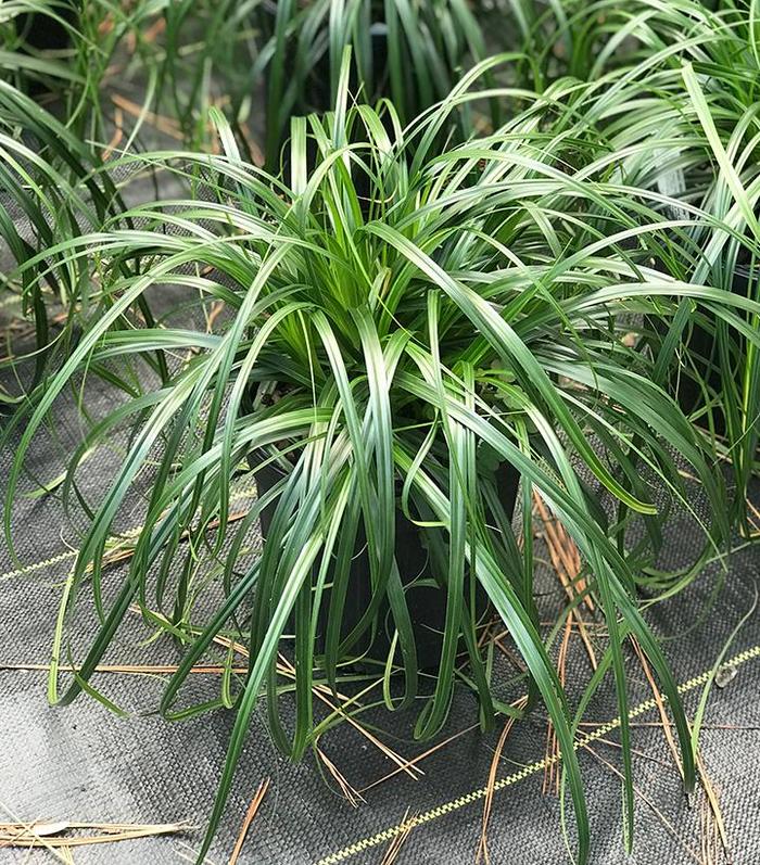 Carex Evercolor Evercream 1 Gal