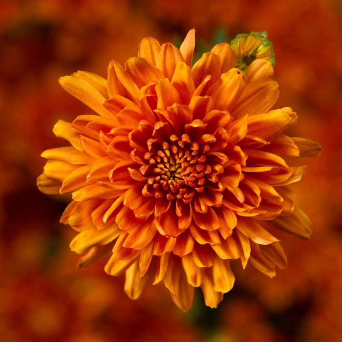 Mum Autumn Envy Bronze 1 Gal