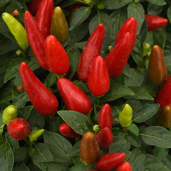 Ornamental Pepper Acapulco XP Purple Quart
