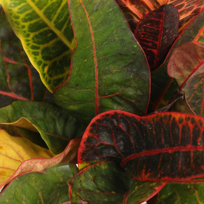 Croton Petra 3 Gal