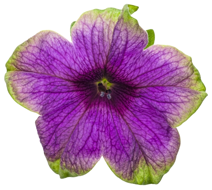 Petunia Supertunia Picasso In Purple Quart PW