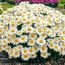 Snowcap Shasta Daisy (Leucanthemum), 4.5"