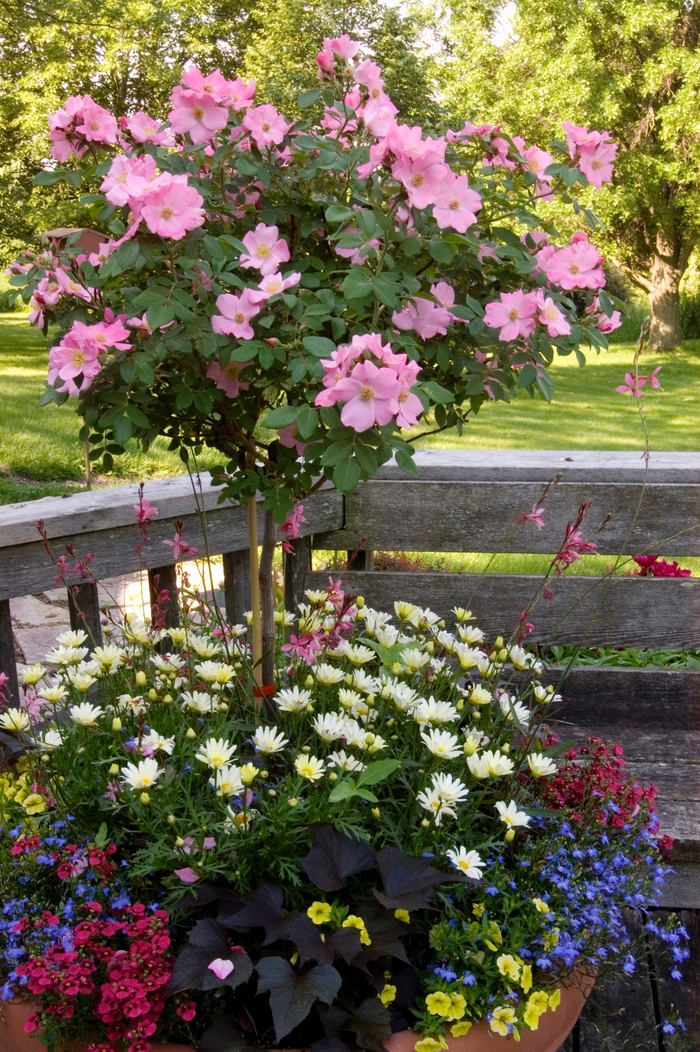 Polka Dot Splash Rose Quart