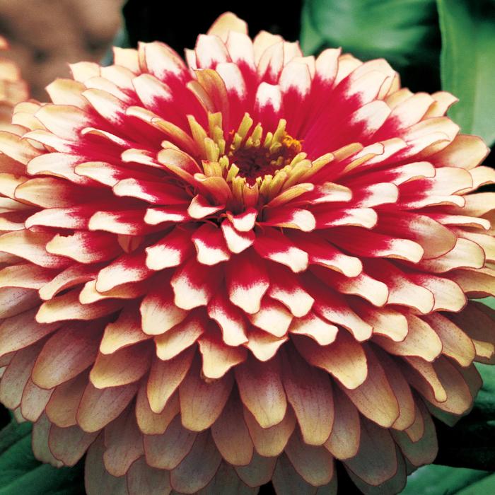 Zinnia Swizzle Scarlet And Yellow Quart
