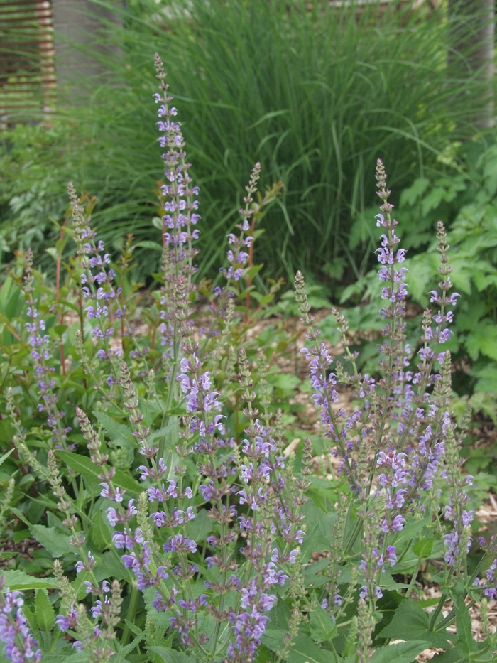 Salvia May Night 3 Gal