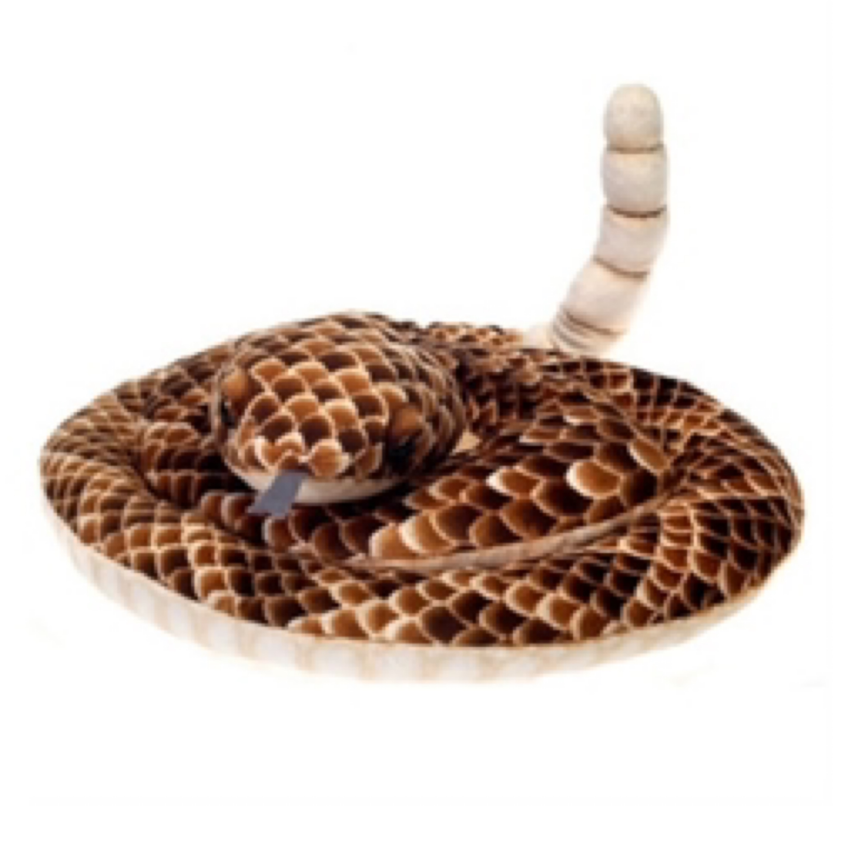 73" Rattlesnake