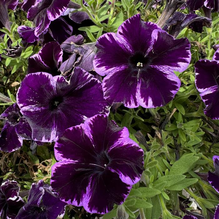 Petunia Supercal French Vanilla 1 Gal