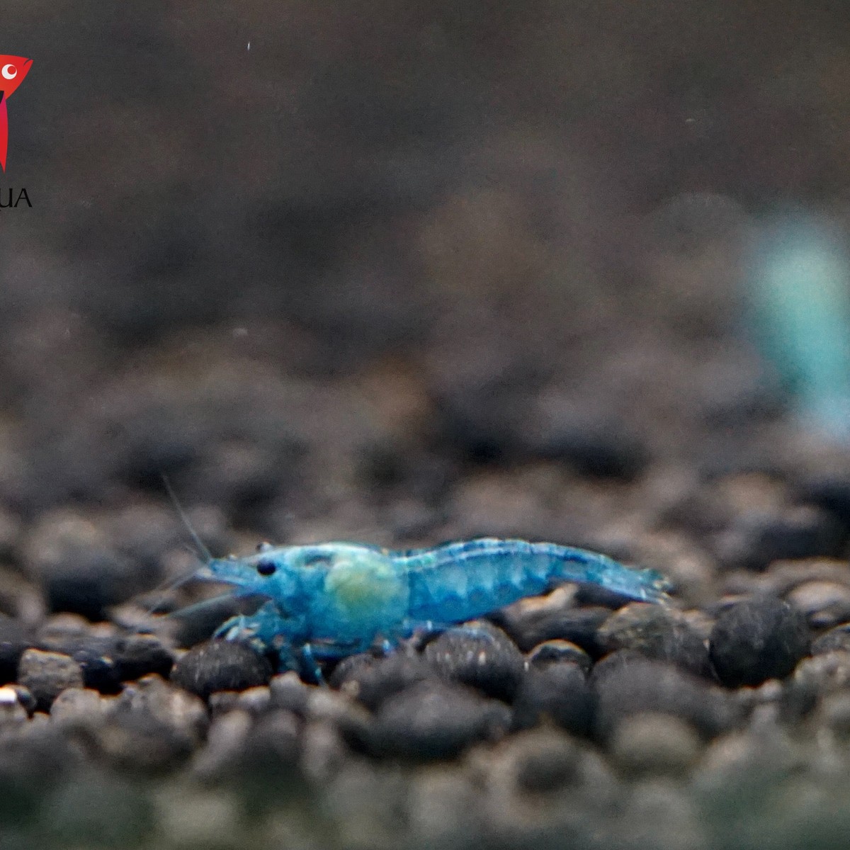 Blue Jelly Shrimp