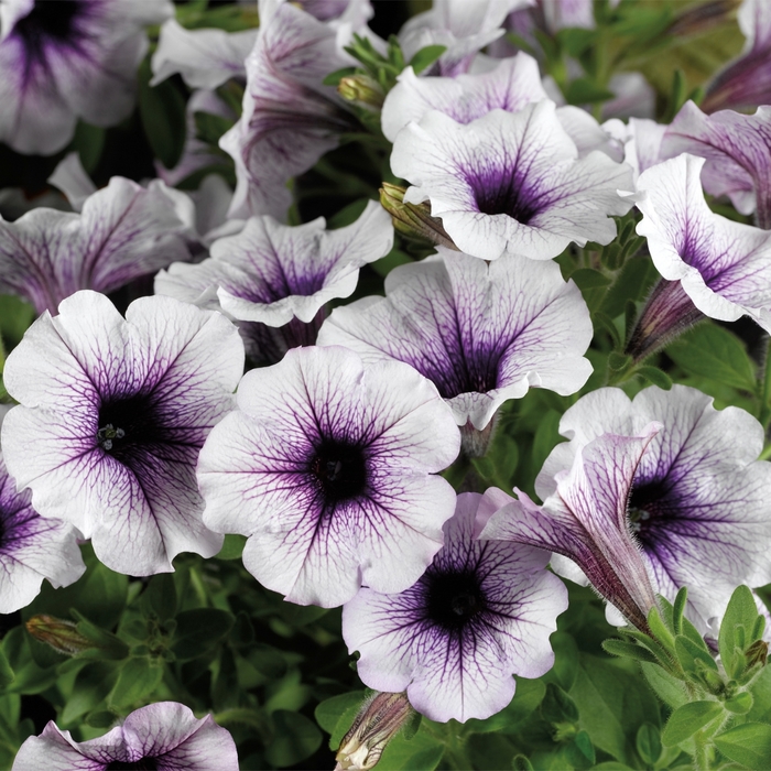 Petunia Sanguna Patio Melon Morning 10" HB