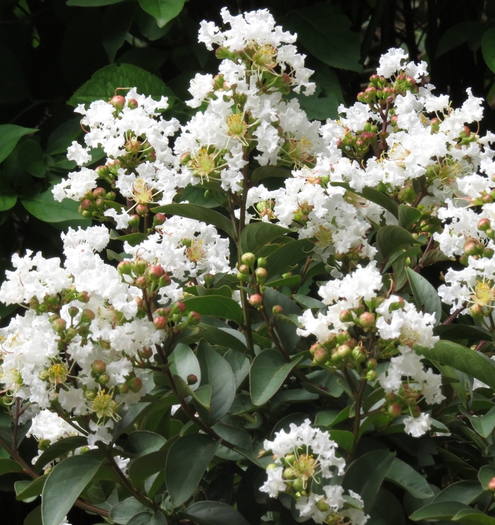 Crape Myrtle Grafted Lunar Magic 15 Gal