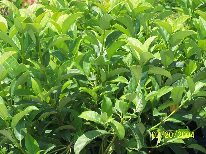 Viburnum Coppertop 15 Gal