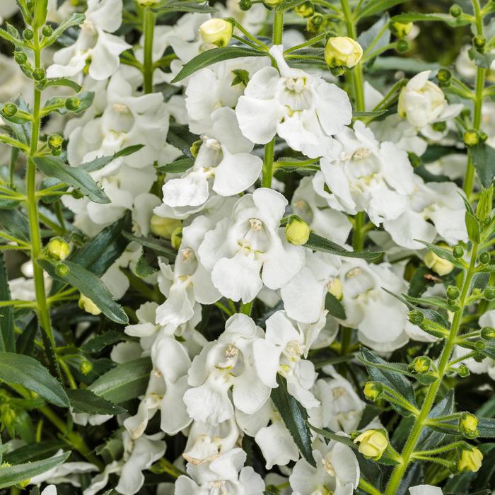 Angelonia Angelface Blue Quart PW