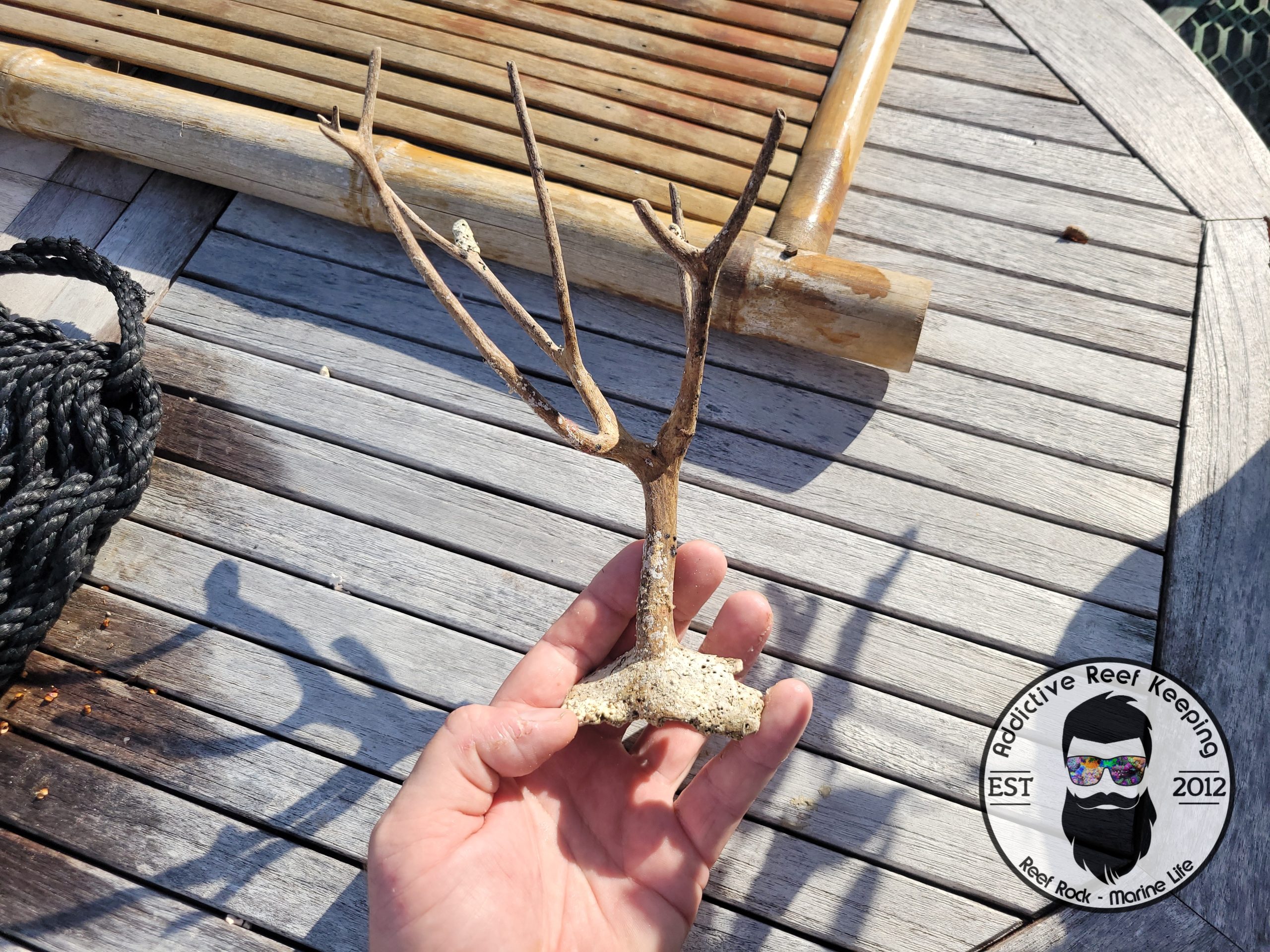 Dried Gorgonian-6A WYSIWYG