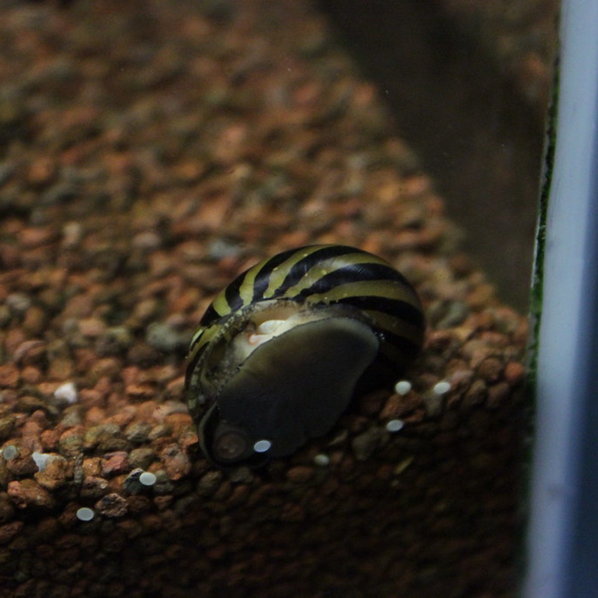 Tiger Snail