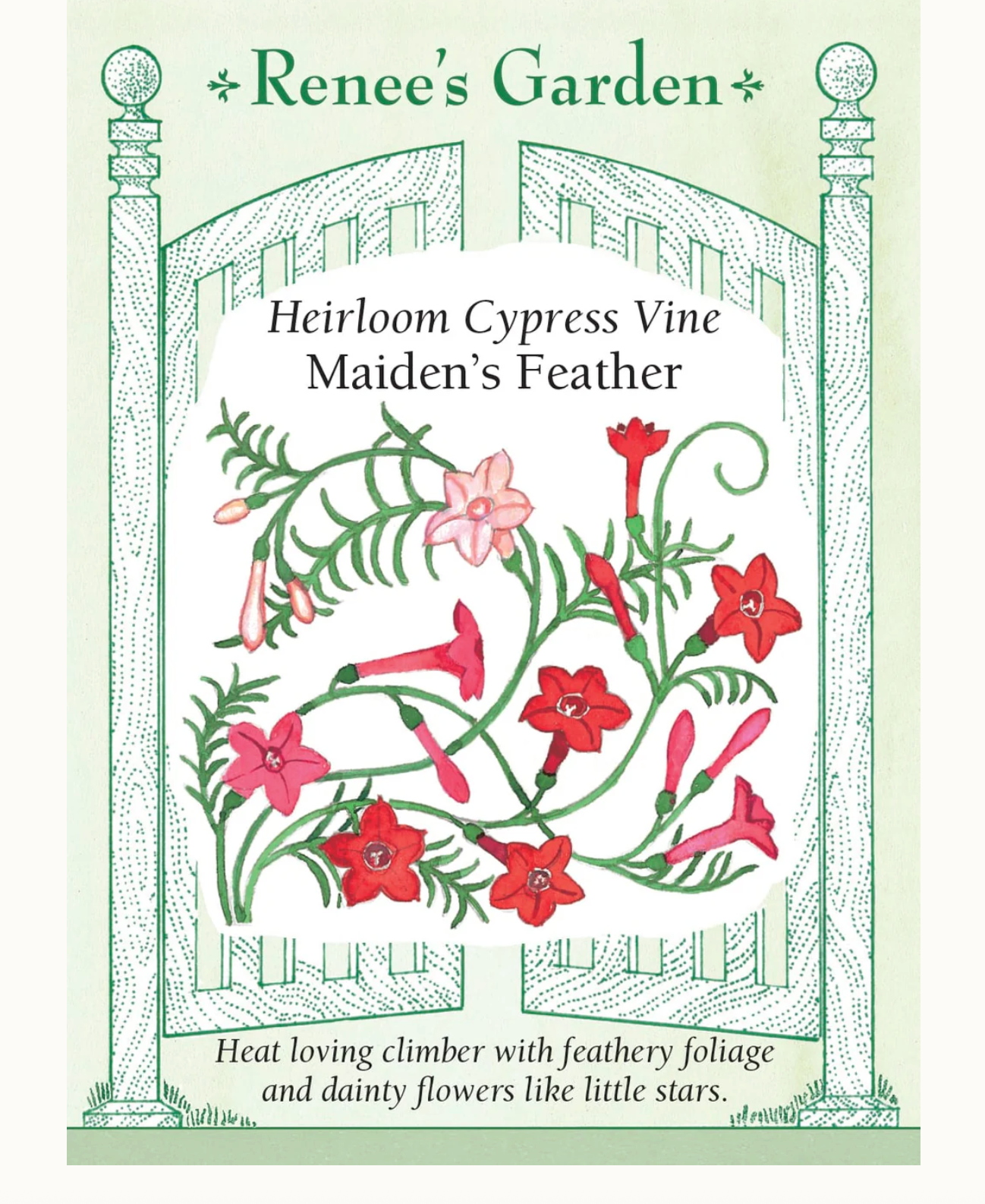 Renee's Garden | Heirloom Cypress Vine Maiden's Feather