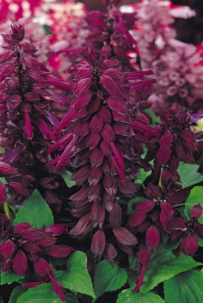 Salvia Vista Red 1 Gal