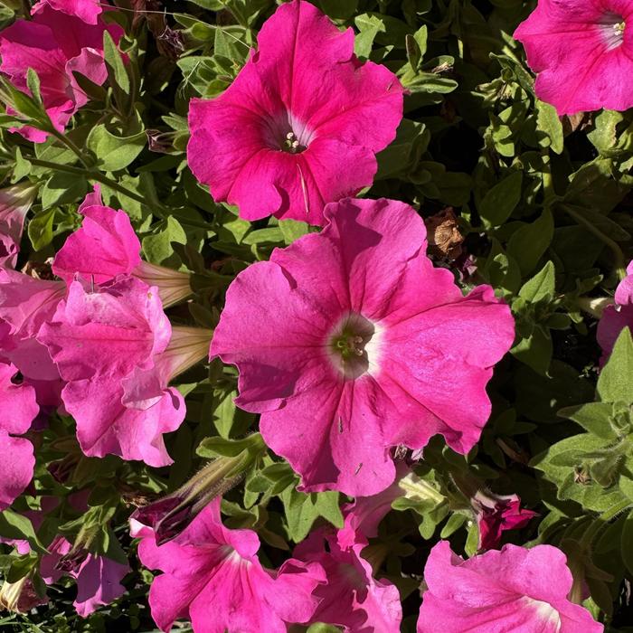 Petunia Supertunia Honey Quart PW