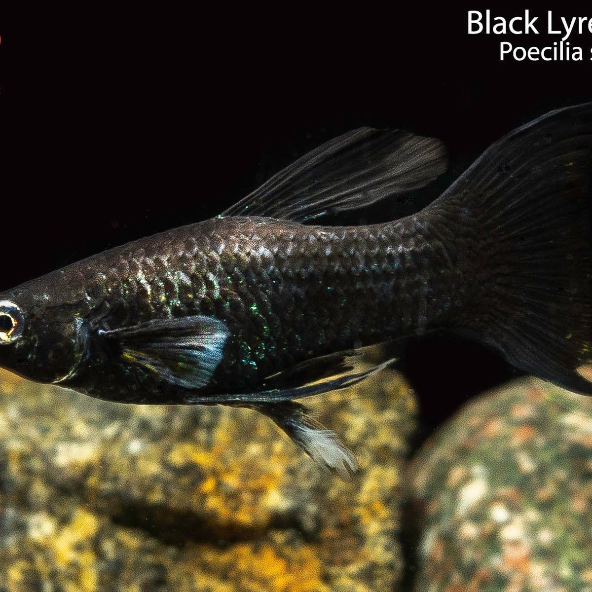 Black Lyretail Molly