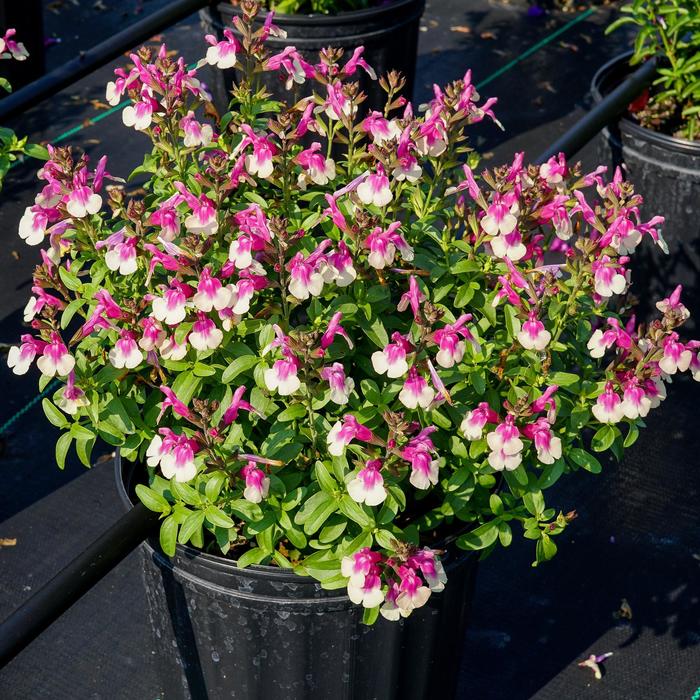 Salvia Greggii Mirage Salmon 1 Gal