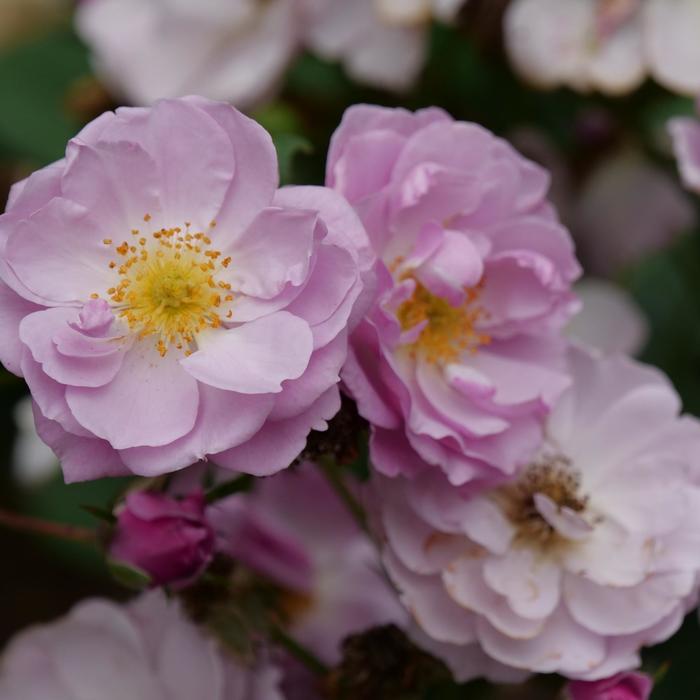 Rose Rise Up Lilac Days 3 Gal