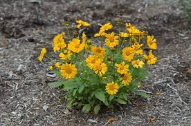 Jethro Tull Coreopsis