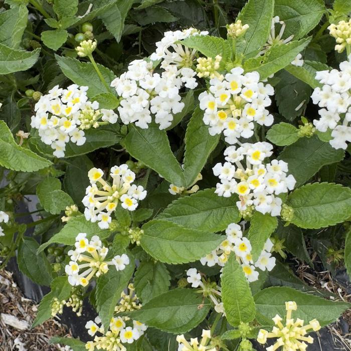 Lantana Havana Harvest Moon Quart