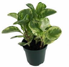 Peperomia 'Golden Gate', 4"