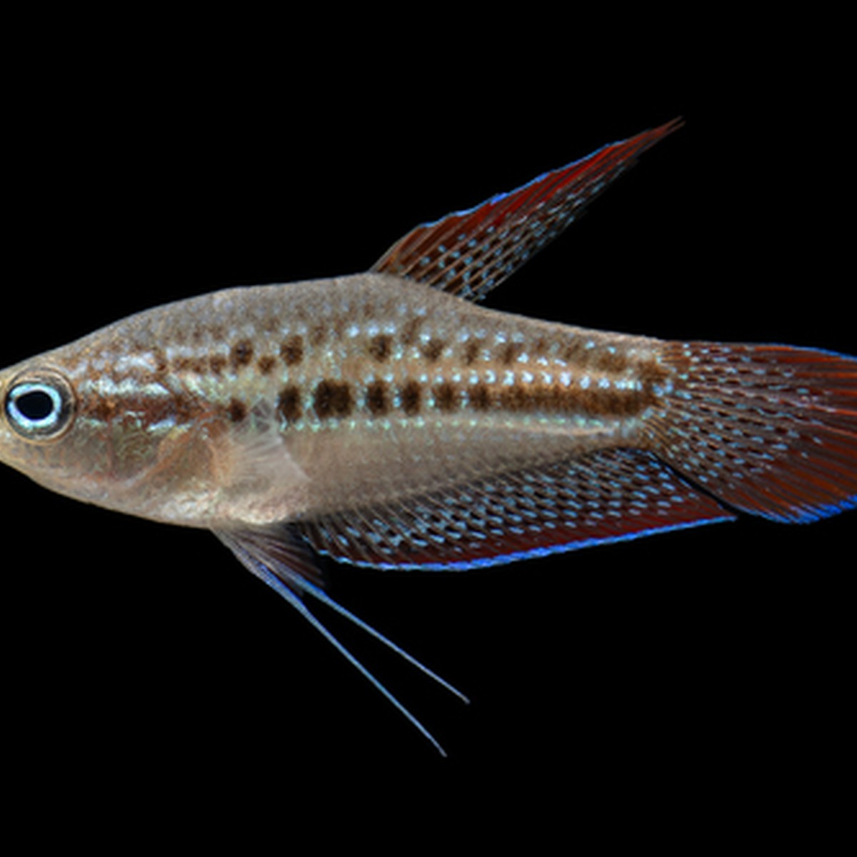 Sparkling Gourami