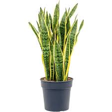 Sansevieria 'Laurentii', 8"