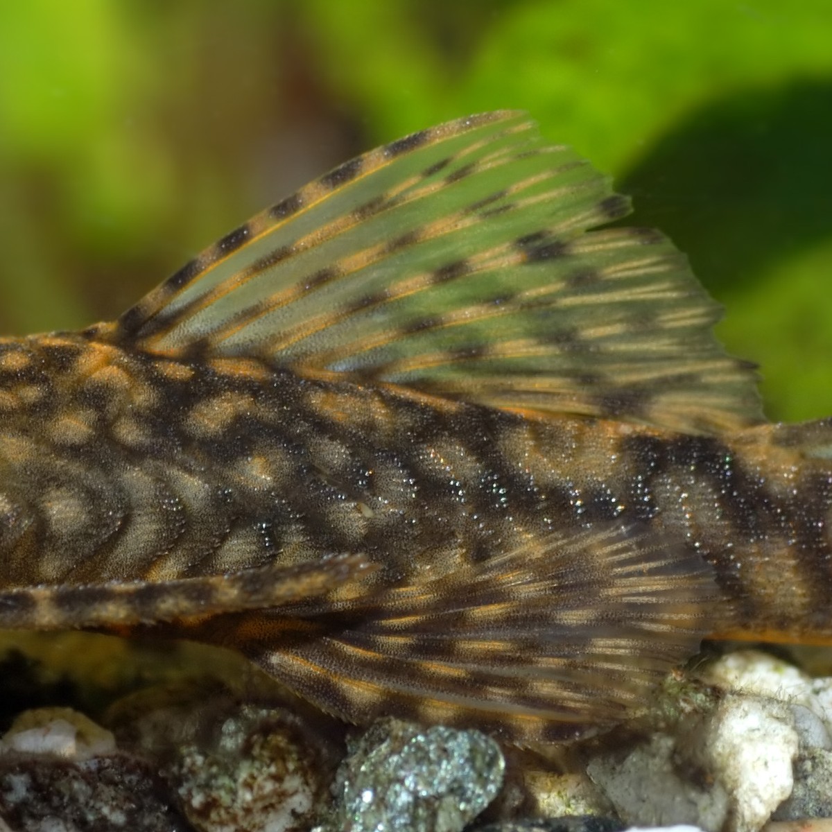 Ancistrus Brevifilis Pleco L-149