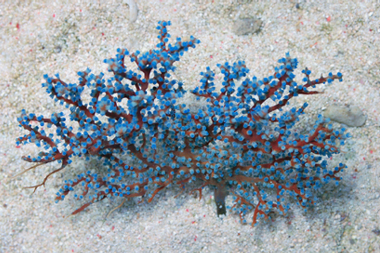Blueberry Gorgonian