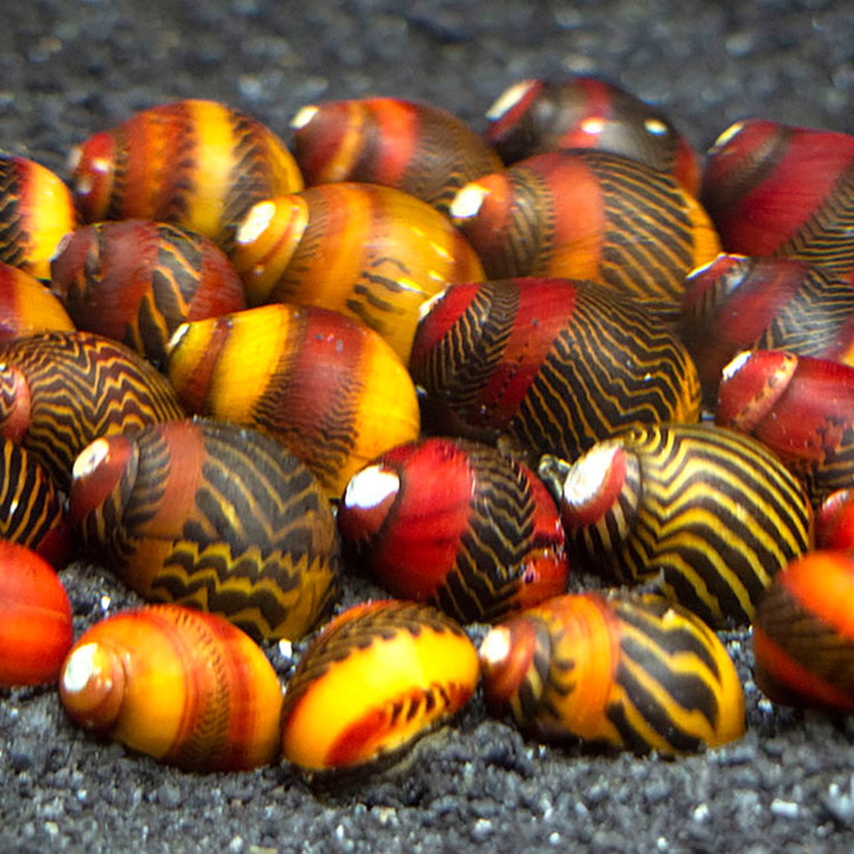 Red Racer Nerite Snail