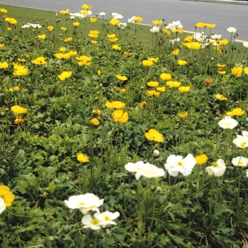 Iceland Poppy Qt