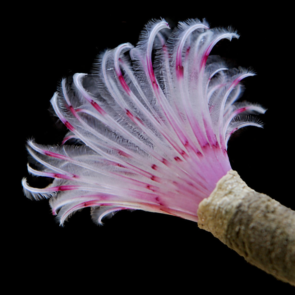 Pink Feather Duster