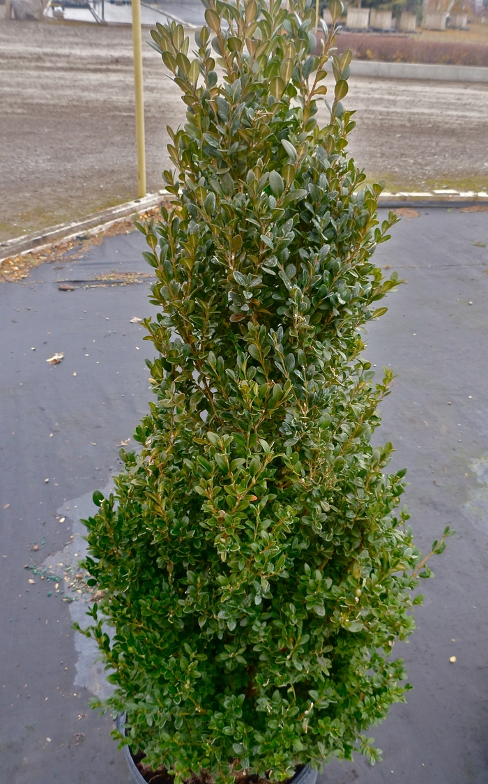 Boxwood Green Velvet 5 Gal