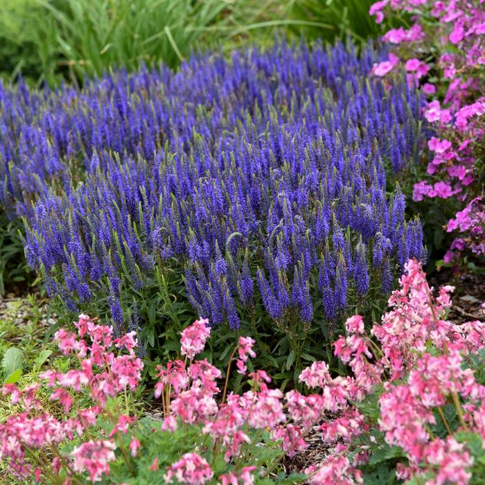 Veronica Mood Blues 1 Gal