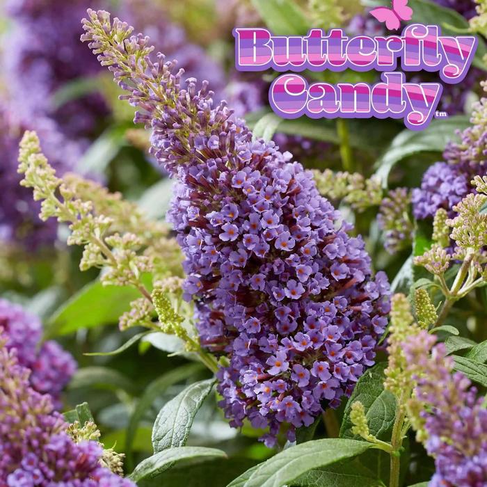 Butterfly Bush Lil Raspberry Candy 3 Gal
