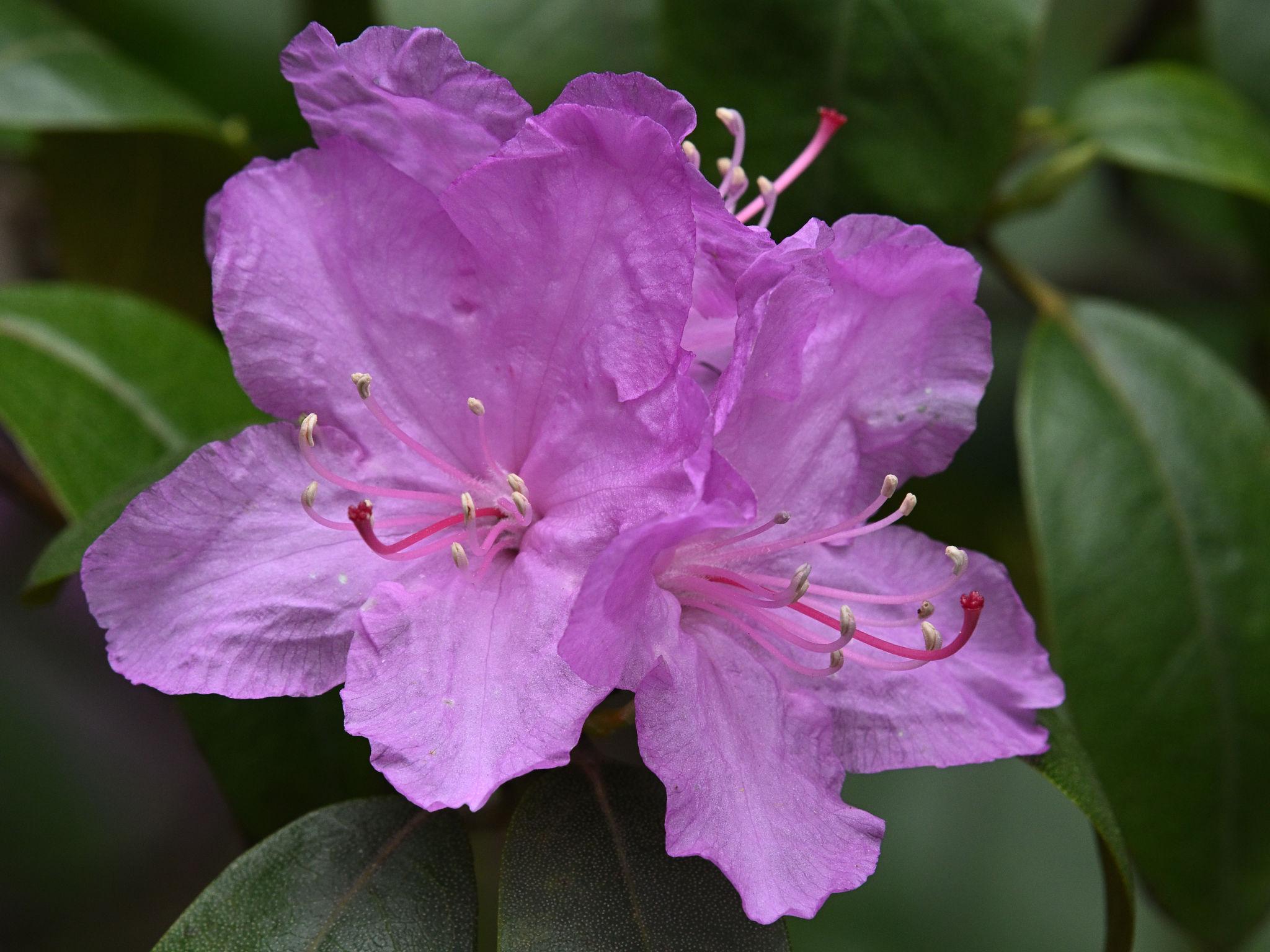 Rhododendron x 'PJM Elite'